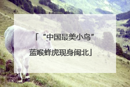 “中国最美小鸟”蓝喉蜂虎现身闽北