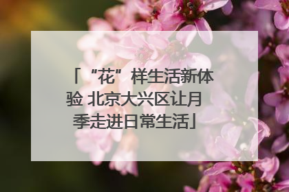 “花”样生活新体验 北京大兴区让月季走进日常生活