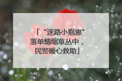 “迷路小狍崽”落单蜷缩草丛中，民警暖心救助