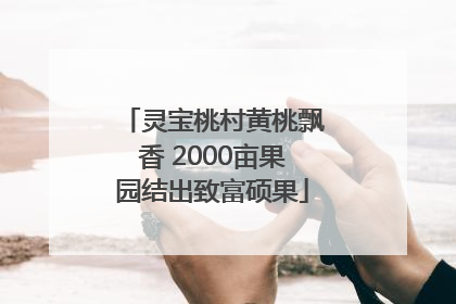 灵宝桃村黄桃飘香 2000亩果园结出致富硕果