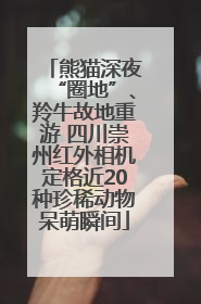 熊猫深夜“圈地”、羚牛故地重游 四川崇州红外相机定格近20种珍稀动物呆萌瞬间
