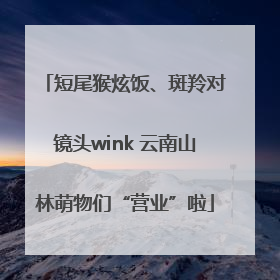 短尾猴炫饭、斑羚对镜头wink 云南山林萌物们“营业”啦