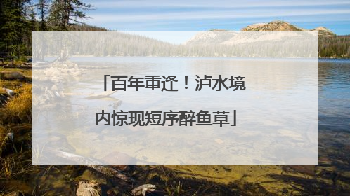 百年重逢！泸水境内惊现短序醉鱼草