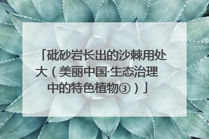 砒砂岩长出的沙棘用处大（美丽中国·生态治理中的特色植物③）
