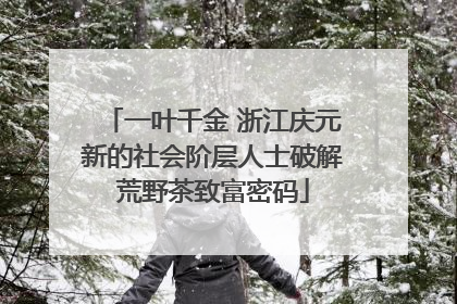 一叶千金 浙江庆元新的社会阶层人士破解荒野茶致富密码