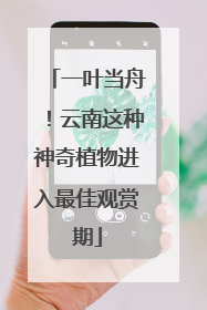 一叶当舟！云南这种神奇植物进入最佳观赏期