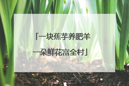 一块蕉芋养肥羊 一朵鲜花富全村