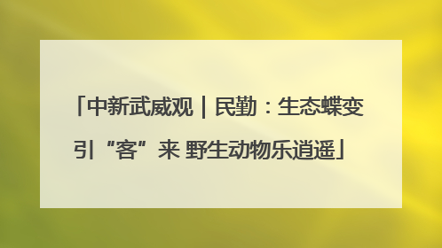 中新武威观｜民勤：生态蝶变引“客”来 野生动物乐逍遥
