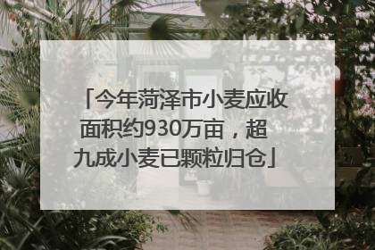 今年菏泽市小麦应收面积约930万亩，超九成小麦已颗粒归仓