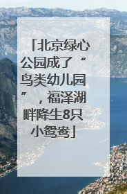 北京绿心公园成了“鸟类幼儿园”，福泽湖畔降生8只小鸳鸯