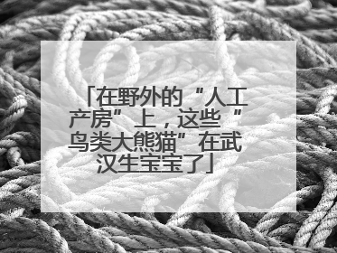 在野外的“人工产房”上，这些“鸟类大熊猫”在武汉生宝宝了