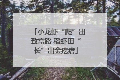 小龙虾“爬”出致富路 稻虾田“长”出金疙瘩