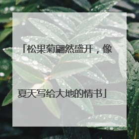 松果菊翩然盛开，像夏天写给大地的情书