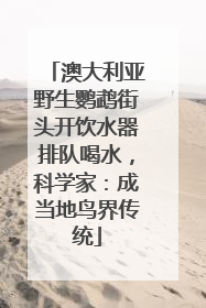 澳大利亚野生鹦鹉街头开饮水器排队喝水，科学家：成当地鸟界传统
