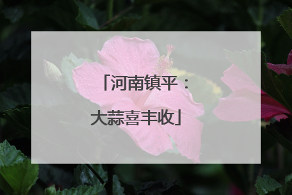 河南镇平：大蒜喜丰收