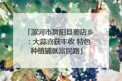 漯河市舞阳县姜店乡：大蒜喜获丰收 特色种植铺就富民路