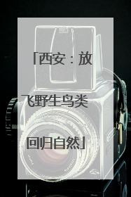 西安：放飞野生鸟类回归自然