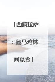 西藏拉萨：藏马鸡林间觅食