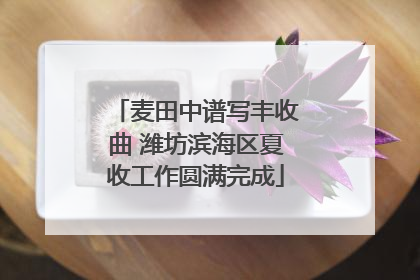 麦田中谱写丰收曲 潍坊滨海区夏收工作圆满完成