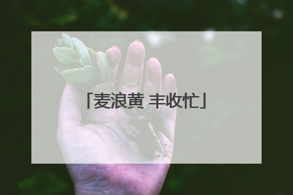 麦浪黄 丰收忙