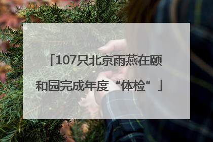 107只北京雨燕在颐和园完成年度“体检”